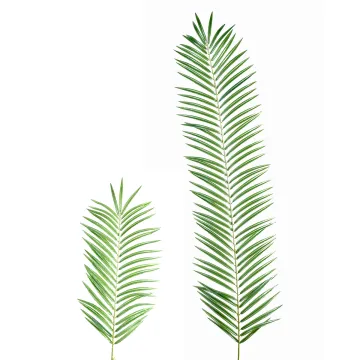 feuille PALMIER PHOENIX 70 et 130 cm