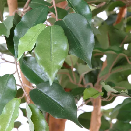 feuilles FICUS artificiel TRONC SIMPLE Grandes Feuilles  vert 120 à 270 cm