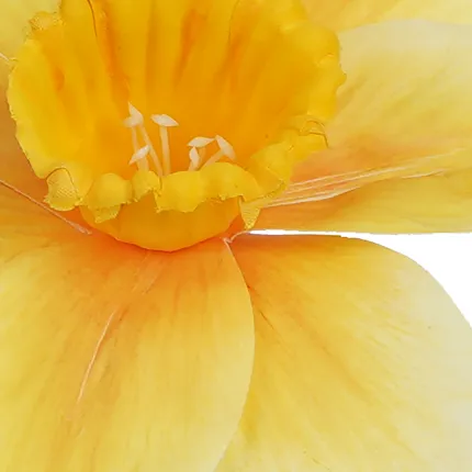 JONQUILLE artificielle 40 cm