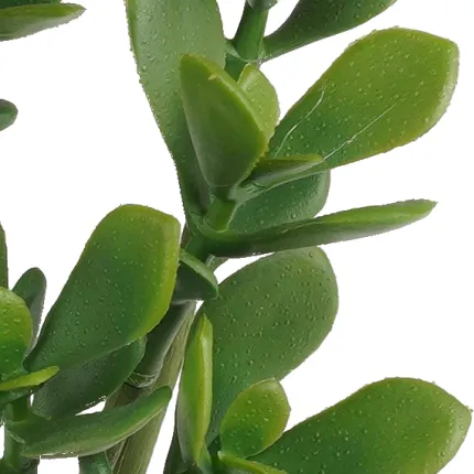 BONSAI Crassula artificiel  23 cm - feuilles