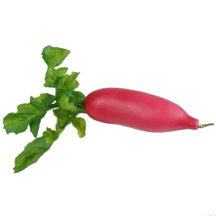 RADIS artificiel 21 cm - de face