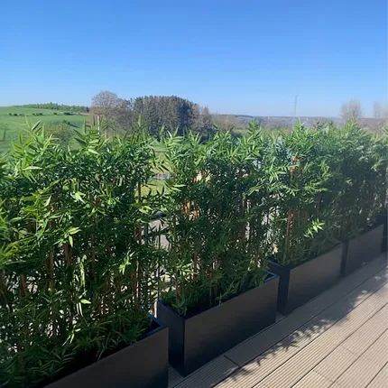 HAIE artificielle BAMBOU dense japenese plast 110 cm largeur 110 cm sur une terrasse
