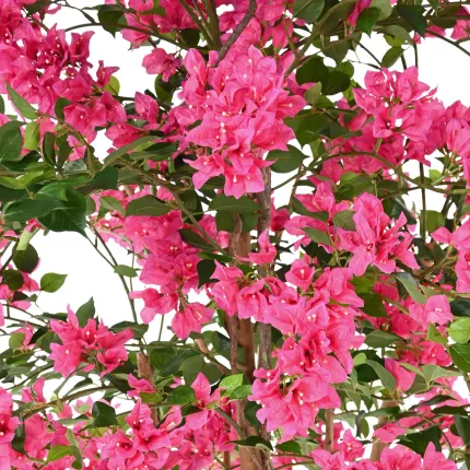 BOUGAINVILLEE artificielle ou BOUGAINVILLIER artificiel 230 cm - détail fleurs