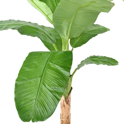 BANANIER artificiel royal 170 à 280 cm- feuilles
