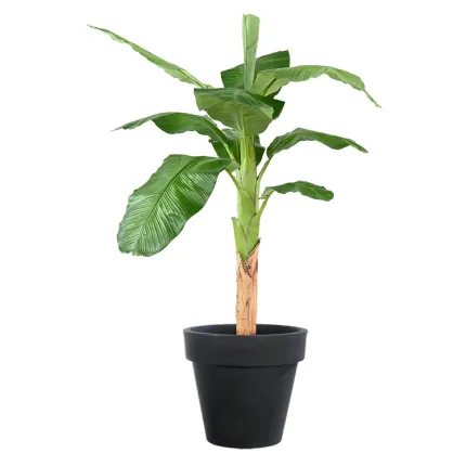 BANANIER artificiel royal 170 cm - dans un pot classico prima