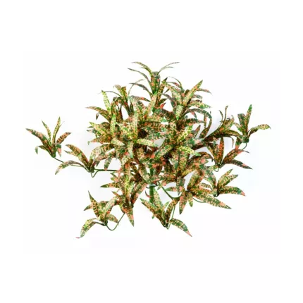 CROTON artificiel spider pointé 40 cm