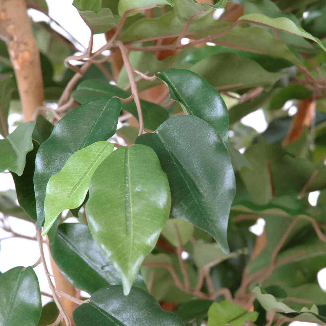 Ficus artificiel Panda New - 150 cm - Tronc Bois Naturel - 160,00 Ficus artificiel Panda New - 150 cm - Tronc Bois Naturel - 160,00