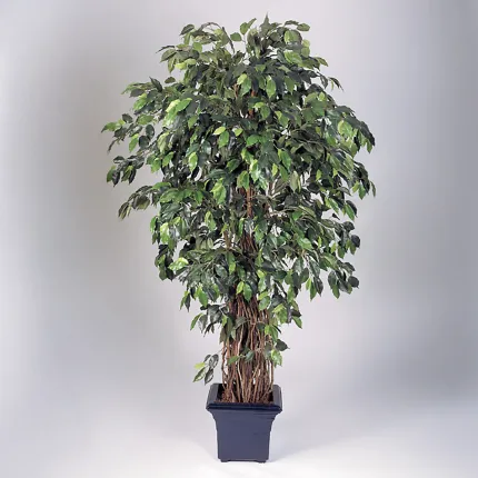 FICUS artificiel LIANE Deluxe 150 à 330 cm sur fond