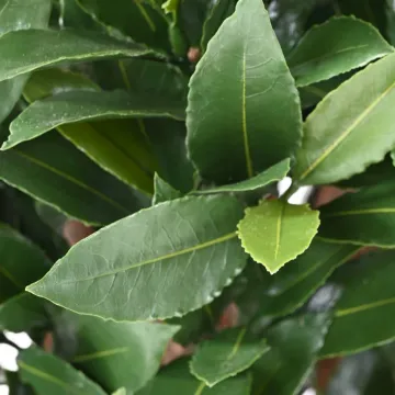 LAURIER SAUCE artificiel tige 130 ou 140 cm  - feuilles