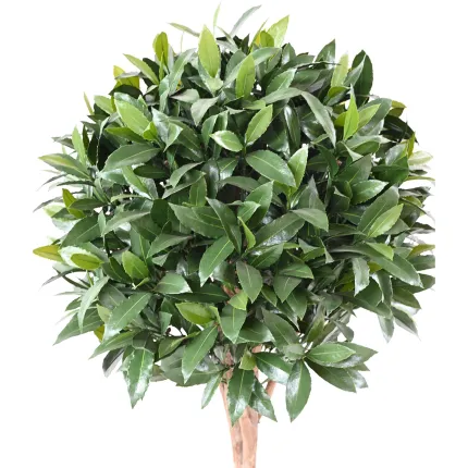 LAURIER SAUCE artificiel tige 140 cm  - boule