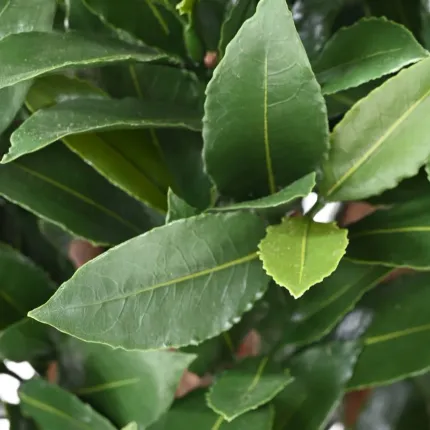 LAURIER SAUCE artificiel double boule 140 cm - feuilles