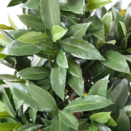 LAURIER SAUCE artificiel double boule 140 cm - détails feuilles