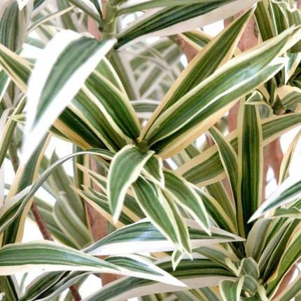 DRACENA artificiel (ou DRACAENA) REFLEXA   - feuilles vert crème détails