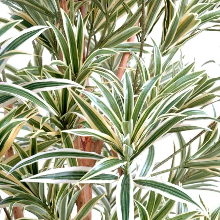 DRACENA artificiel (ou DRACAENA) REFLEXA   - feuilles vert crème