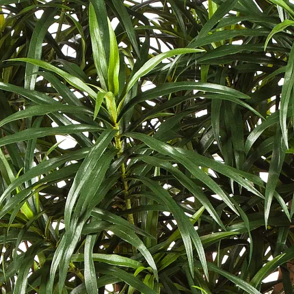 DRACENA artificiel (ou Dracaena) Reflexa Anita Tree 120 à 210 cm - feuilles