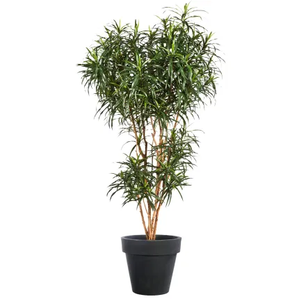 DRACENA artificiel (ou Dracaena) Reflexa Anita Tree 120 à 210 cm avec pot