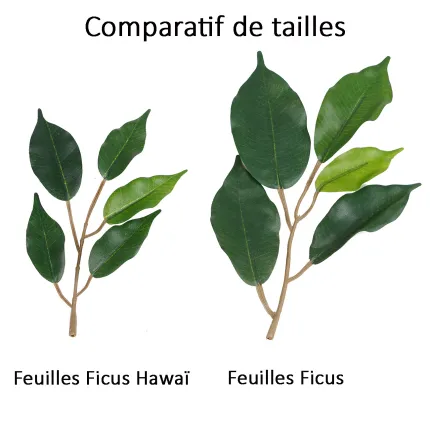 comparatif taille feuille ficus hawaï
