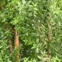 HAIE artificielle EUCALYPTUS plast 110 à 180 cm - détails