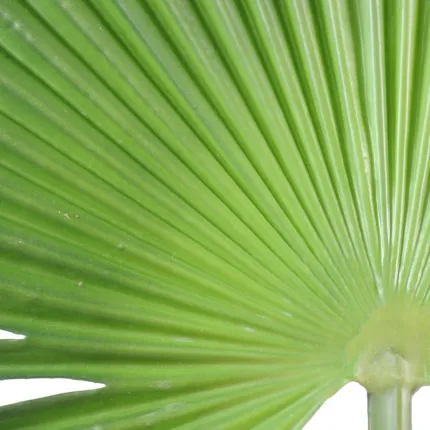 feuille PALMIER CAMERUS 120 et 150 cm - détail