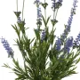feuillages et fleurons de fausse LAVANDE - plante 52 cm