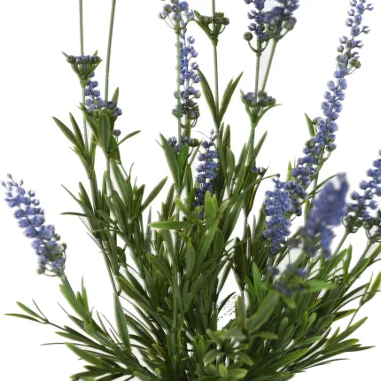 feuillages et fleurons de fausse LAVANDE - plante 52 cm