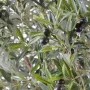 OLIVIER artificiel NEW géant 180 cm - olives