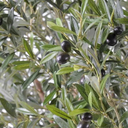 OLIVIER artificiel NEW géant 180 cm - olives