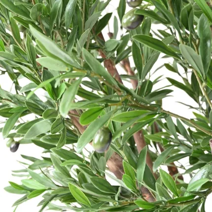 OLIVIER artificiel plast  tete large 210 cm  - olives