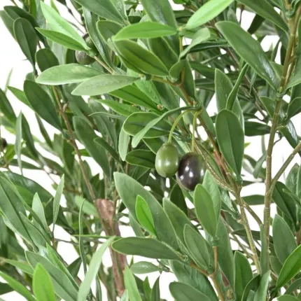 OLIVIER artificiel plast  tete large 210 cm  - feuilles