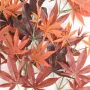 ERABLE artificiel DE LUXE (Aralia)  150 cm automne - feuille