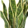 Feuillage de succulente artificielle Sanseveria vert jaune ignifugé Hauteur 90cm