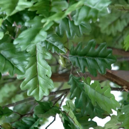 CHENE artificiel TETE 300 et 400 cm - feuilles
