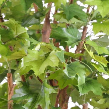 platane tête - feuille