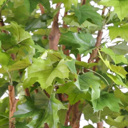 platane tête - feuille