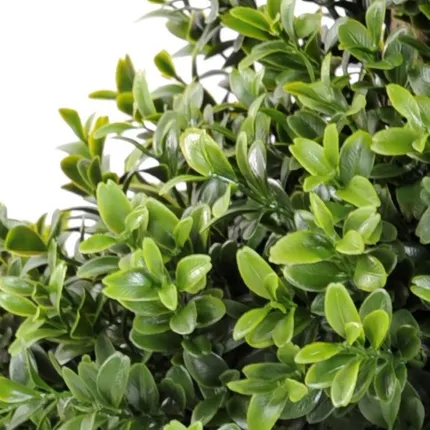 BUIS artificiel SPIRALE NEW 150 cm - détail feuille