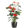 ANTHURIUM en pot 75 cm