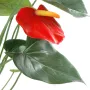 ANTHURIUM en pot 75 cm - fleurs détail