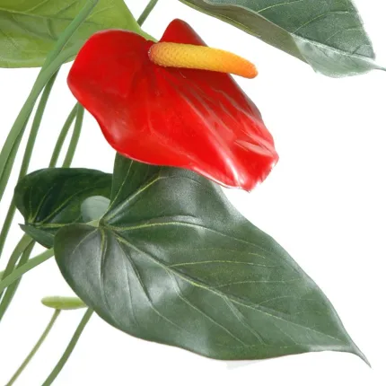 ANTHURIUM en pot 75 cm - fleurs détail