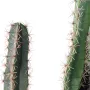 CACTUS artificiel finger 75 à 185 cm - épines