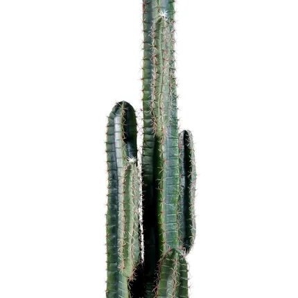 CACTUS artificiel finger 185 cm - épines