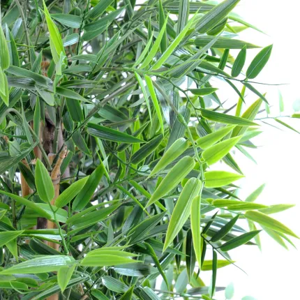 HAIE artificielle BAMBOU japenese plast 110 à 180 cm largeur 90 cm - feuilles