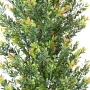 BUIS artificiel buisson PF 100 à 160 cm - corps du feuillage