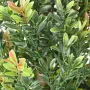 BUIS artificiel buisson PF 100 à 160 cm - feuilles détails