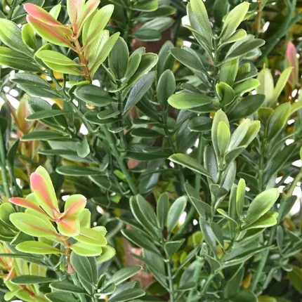 BUIS artificiel buisson PF 100 à 160 cm - feuilles détails