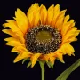TOURNESOL artificiel 65 cm - coeur