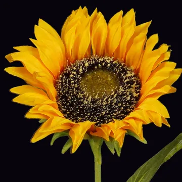 TOURNESOL artificiel 65 cm - coeur