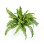 FOUGERE artificielle boston diam 50 cm