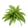 FOUGERE artificielle boston diam 60 cm