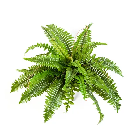 FOUGERE artificielle boston diam 60 cm