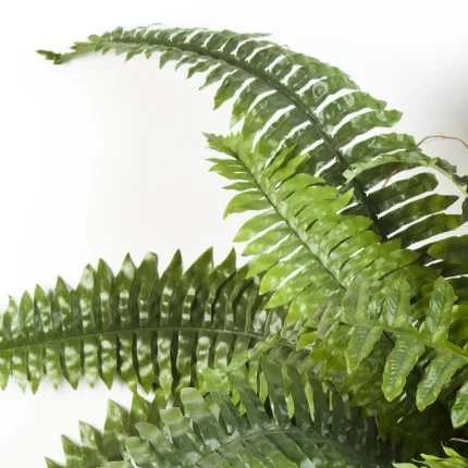 FOUGERE artificielle boston - feuilles détails